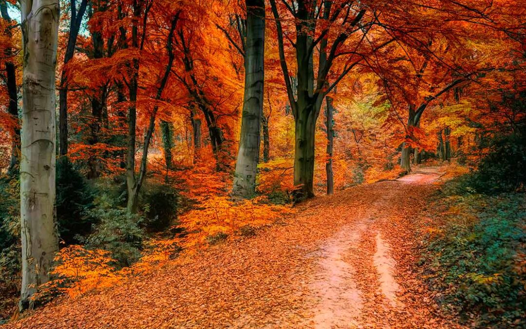El Camino de Santiago en otoño: Paisajes y tranquilidad