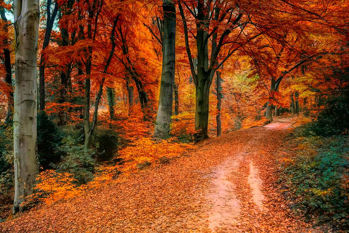 El Camino de Santiago en otoño
